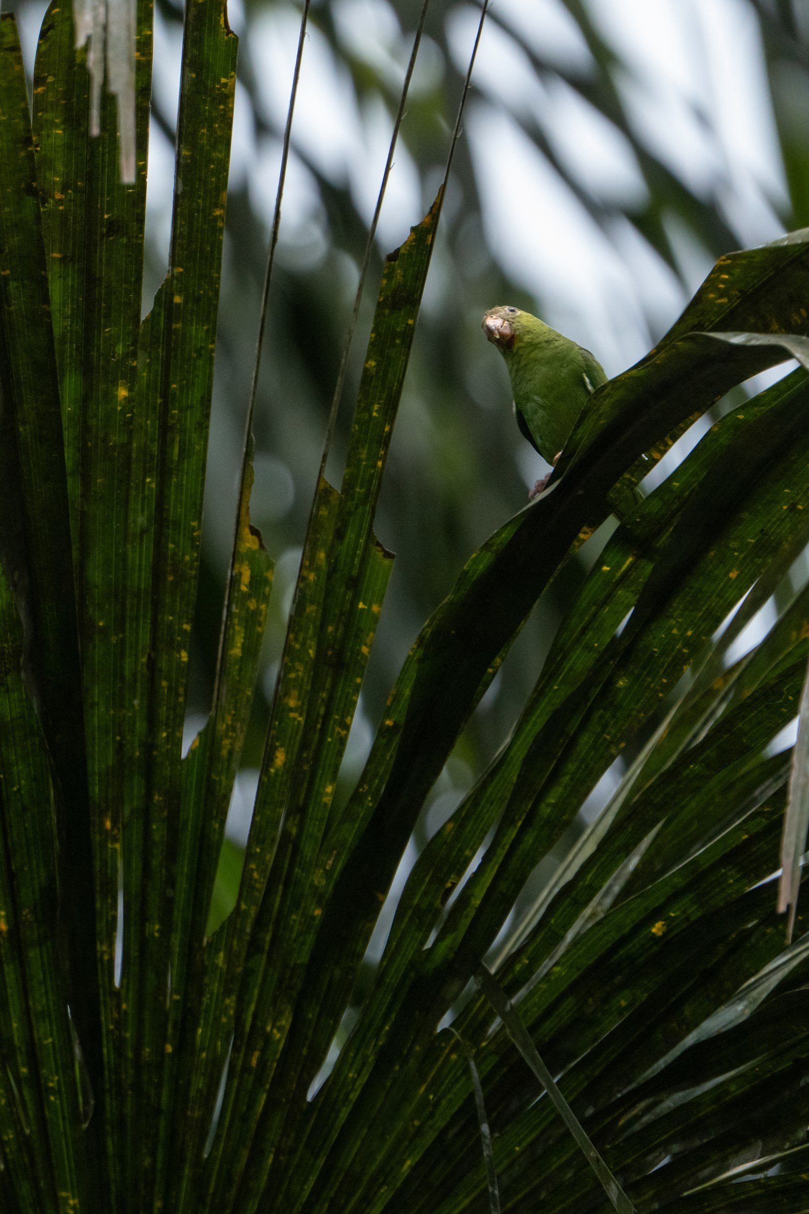 Wildlife at Kantu Garden Lodge