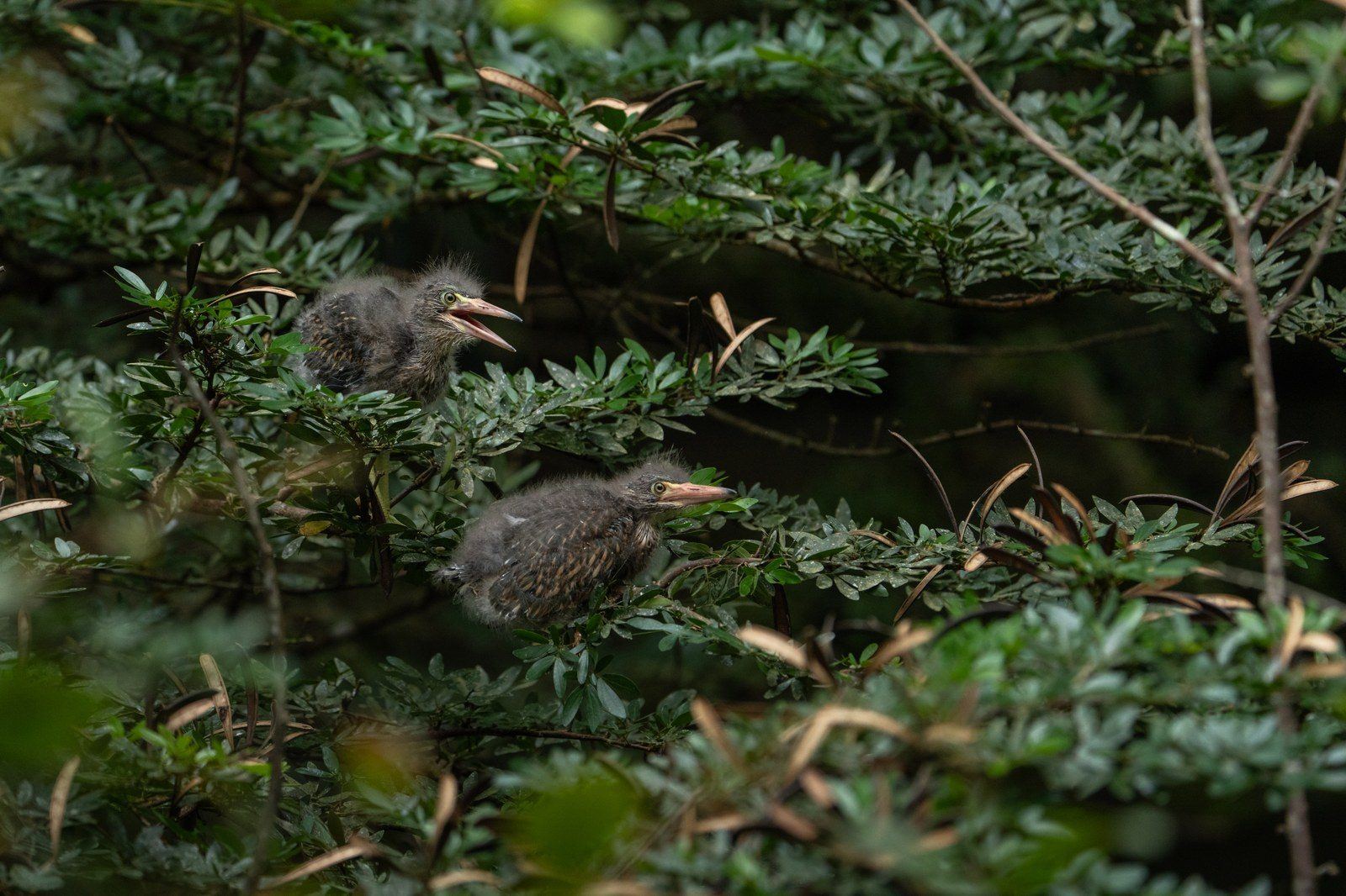 Wildlife at Kantu Garden Lodge