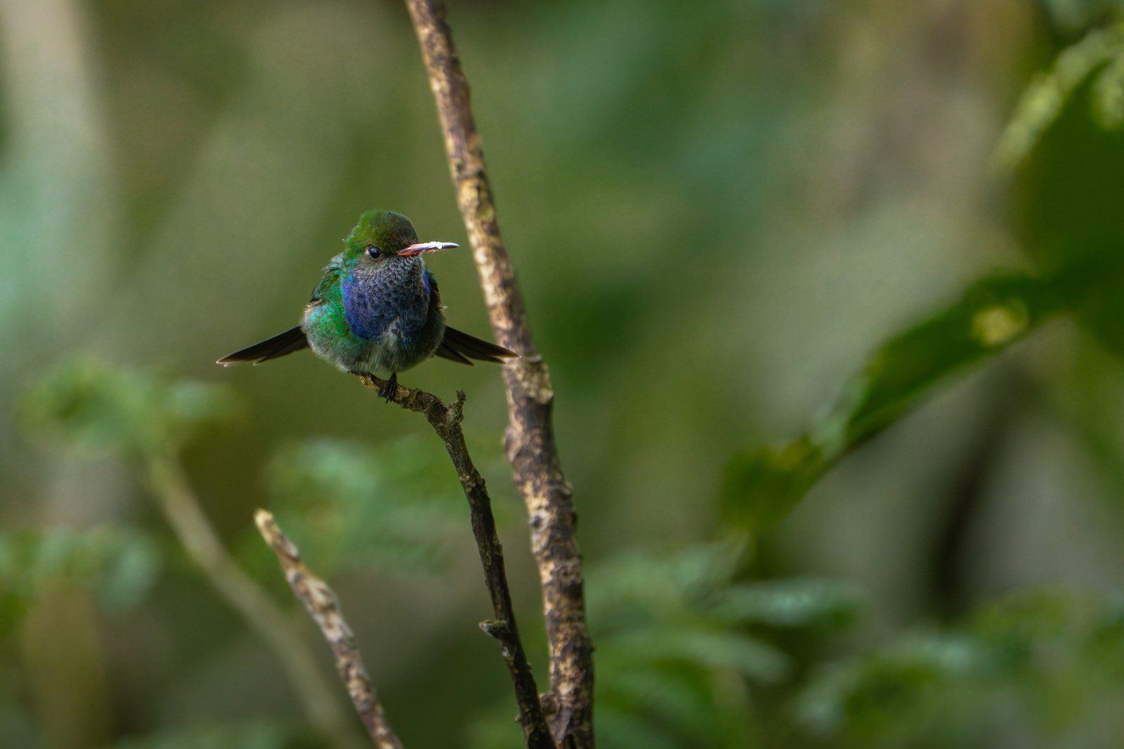 Wildlife at Kantu Garden Lodge