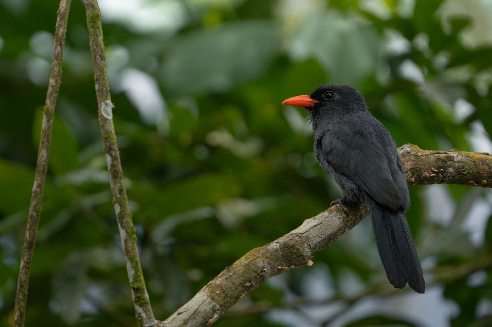 Wildlife at Kantu Garden Lodge