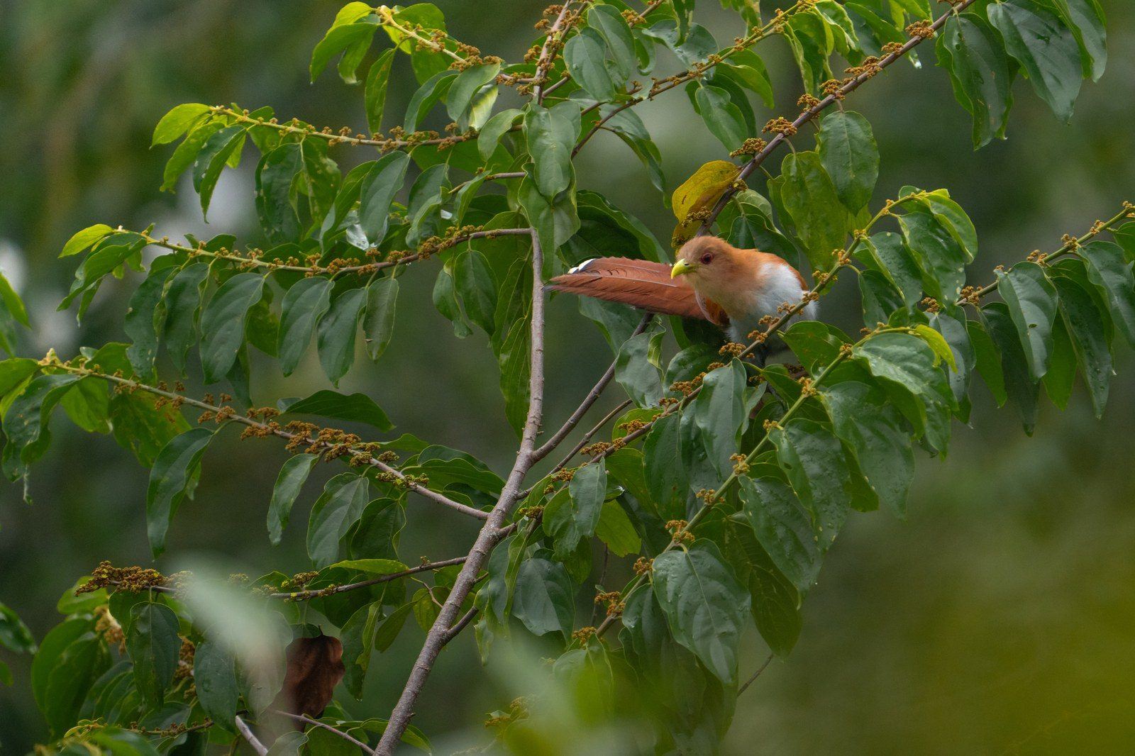 Wildlife at Kantu Garden Lodge