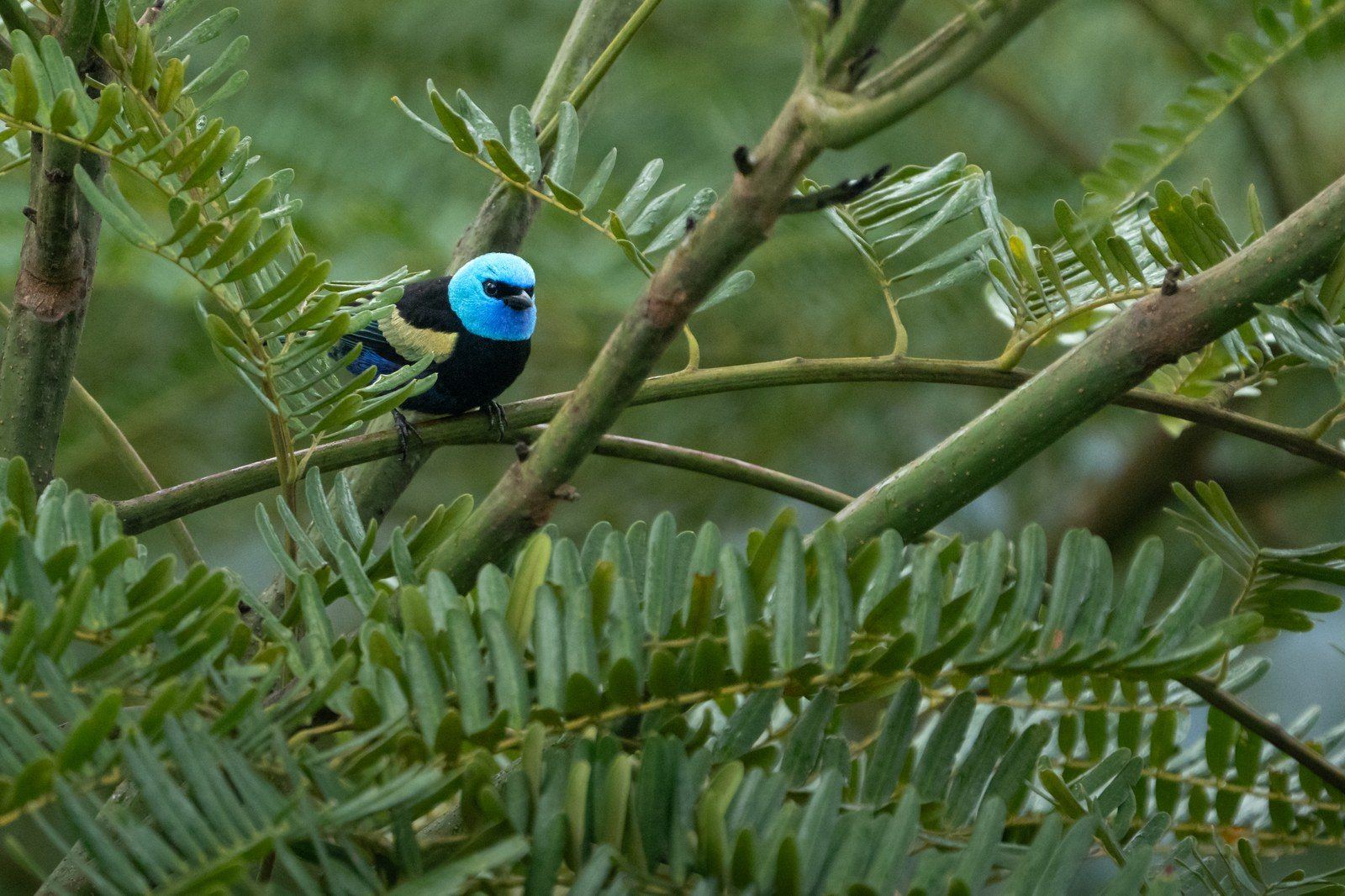 Wildlife at Kantu Garden Lodge