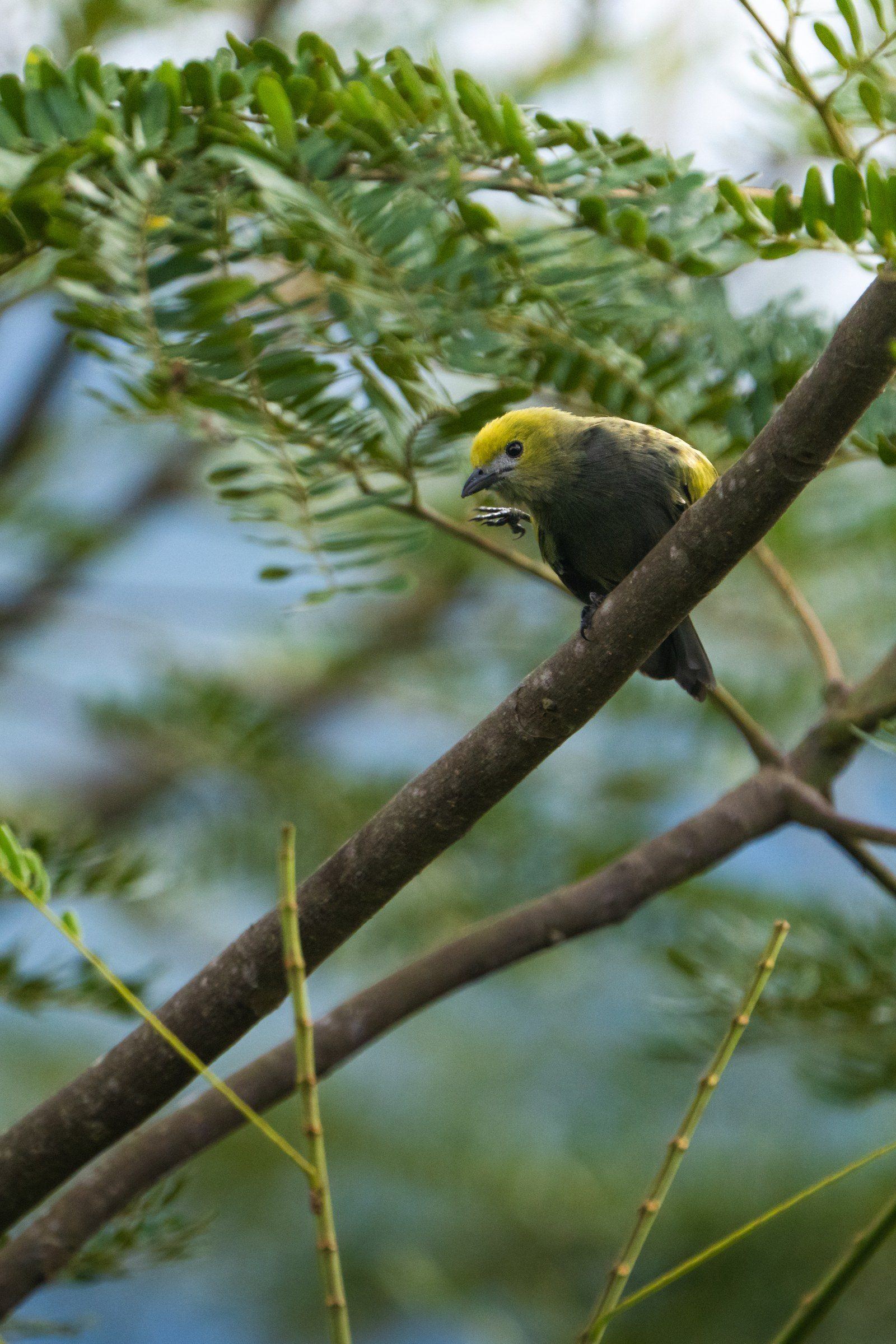 Wildlife at Kantu Garden Lodge