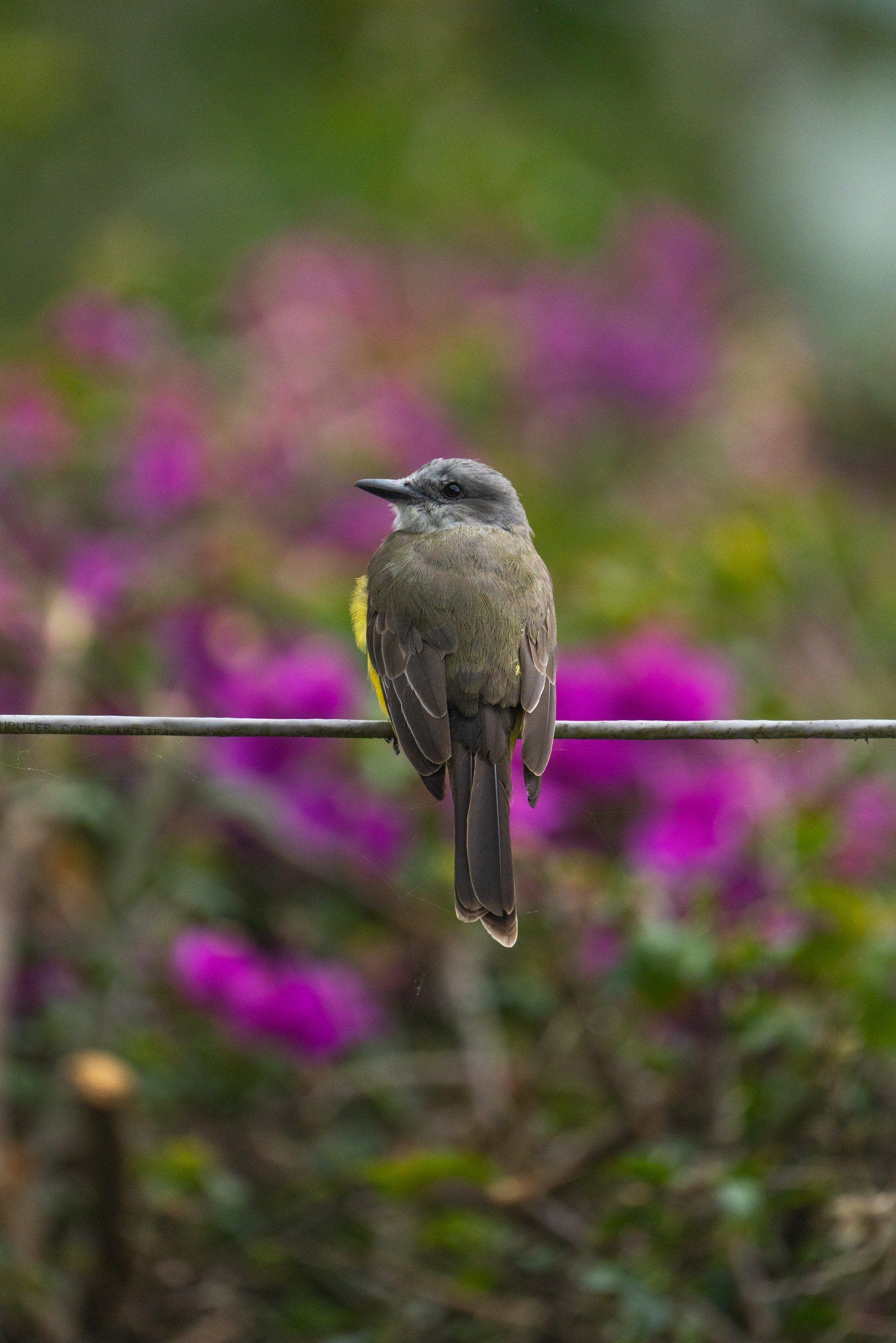 Wildlife at Kantu Garden Lodge