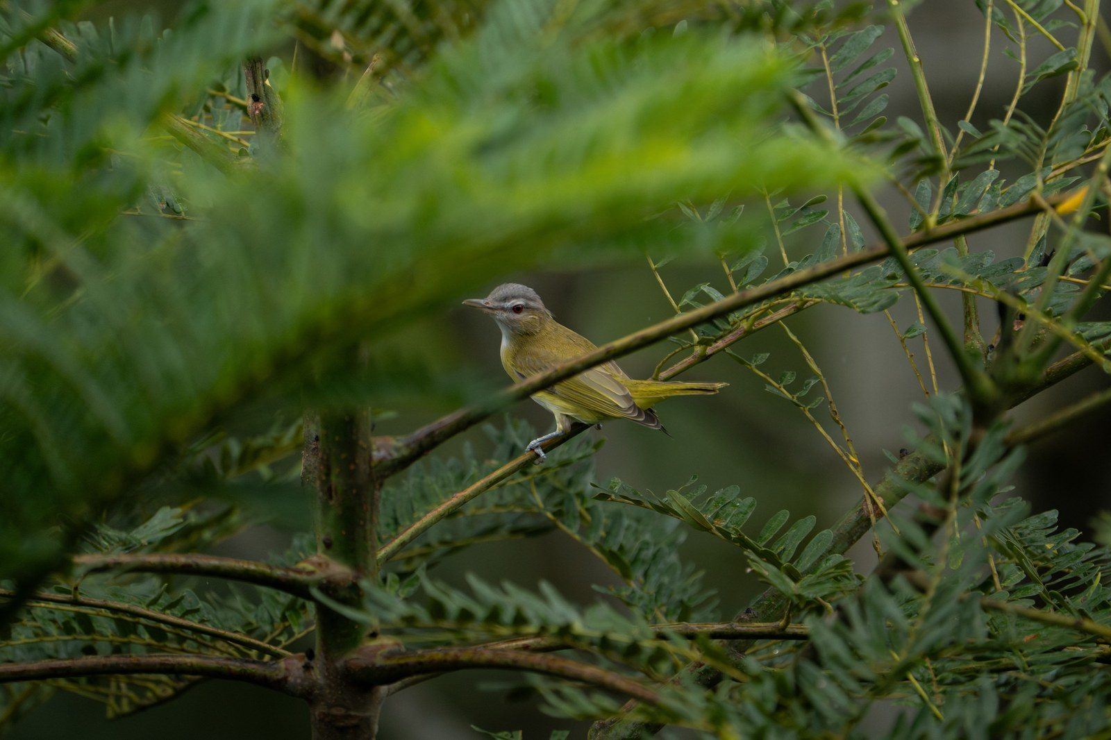 Wildlife at Kantu Garden Lodge