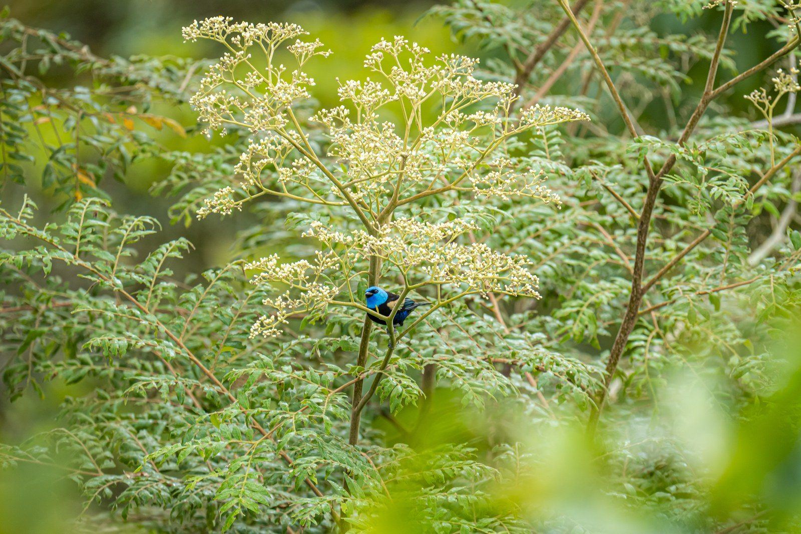 Wildlife at Kantu Garden Lodge