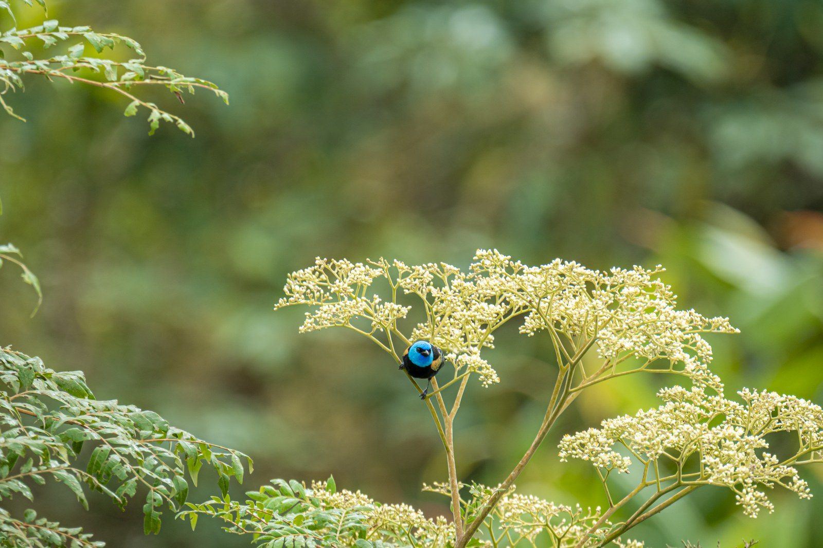 Wildlife at Kantu Garden Lodge