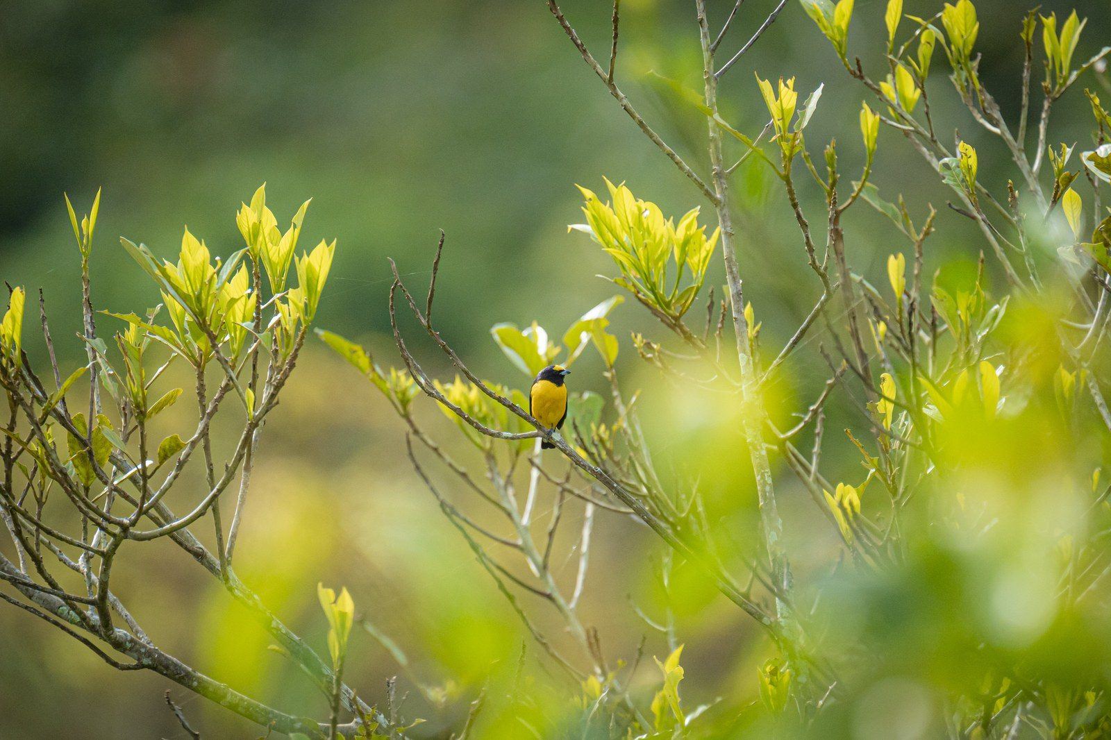 Wildlife at Kantu Garden Lodge