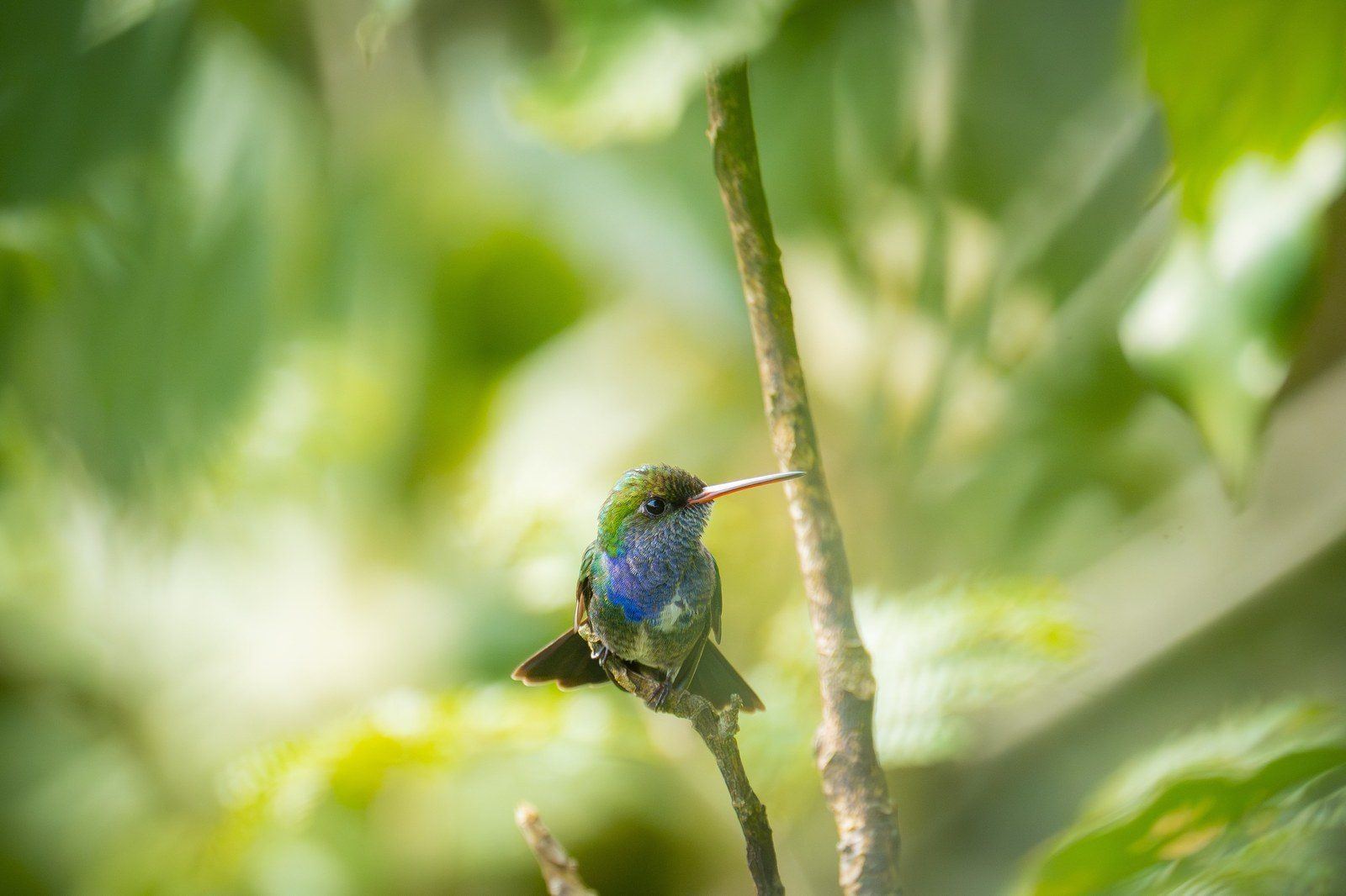 Wildlife at Kantu Garden Lodge