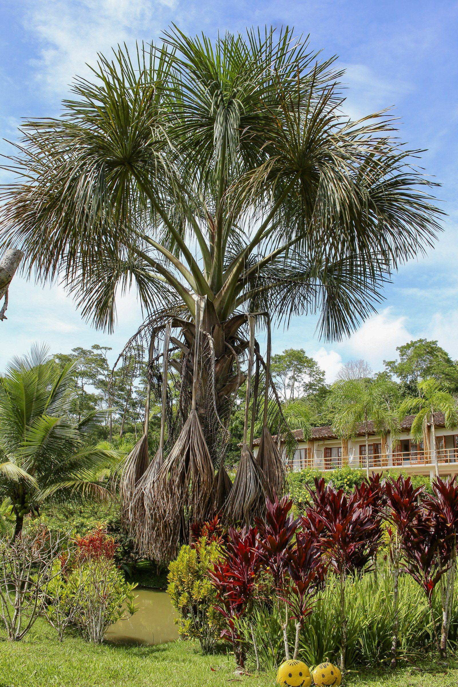 Garden scene at Kantu Garden Lodge