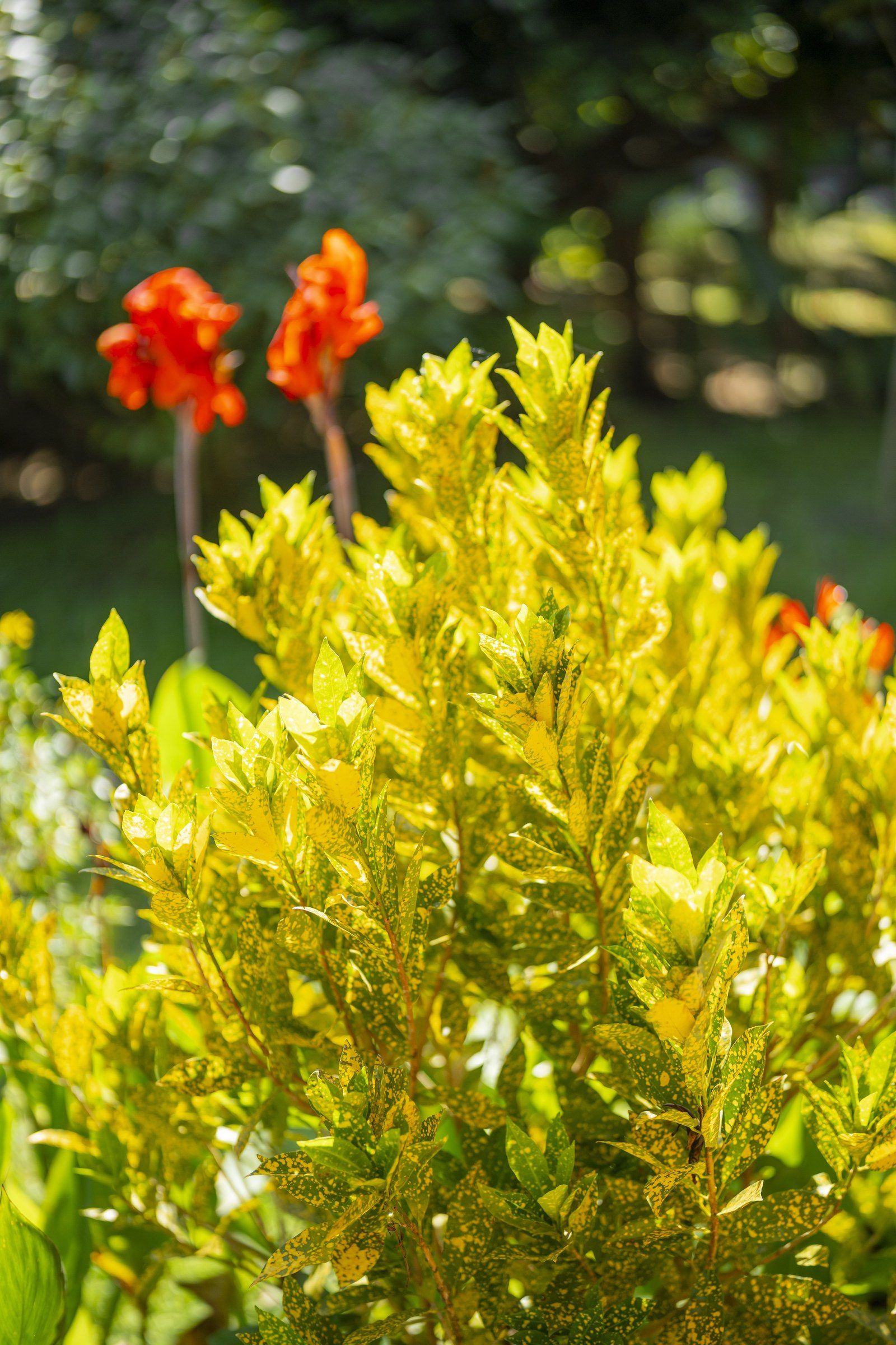 Garden scene at Kantu Garden Lodge