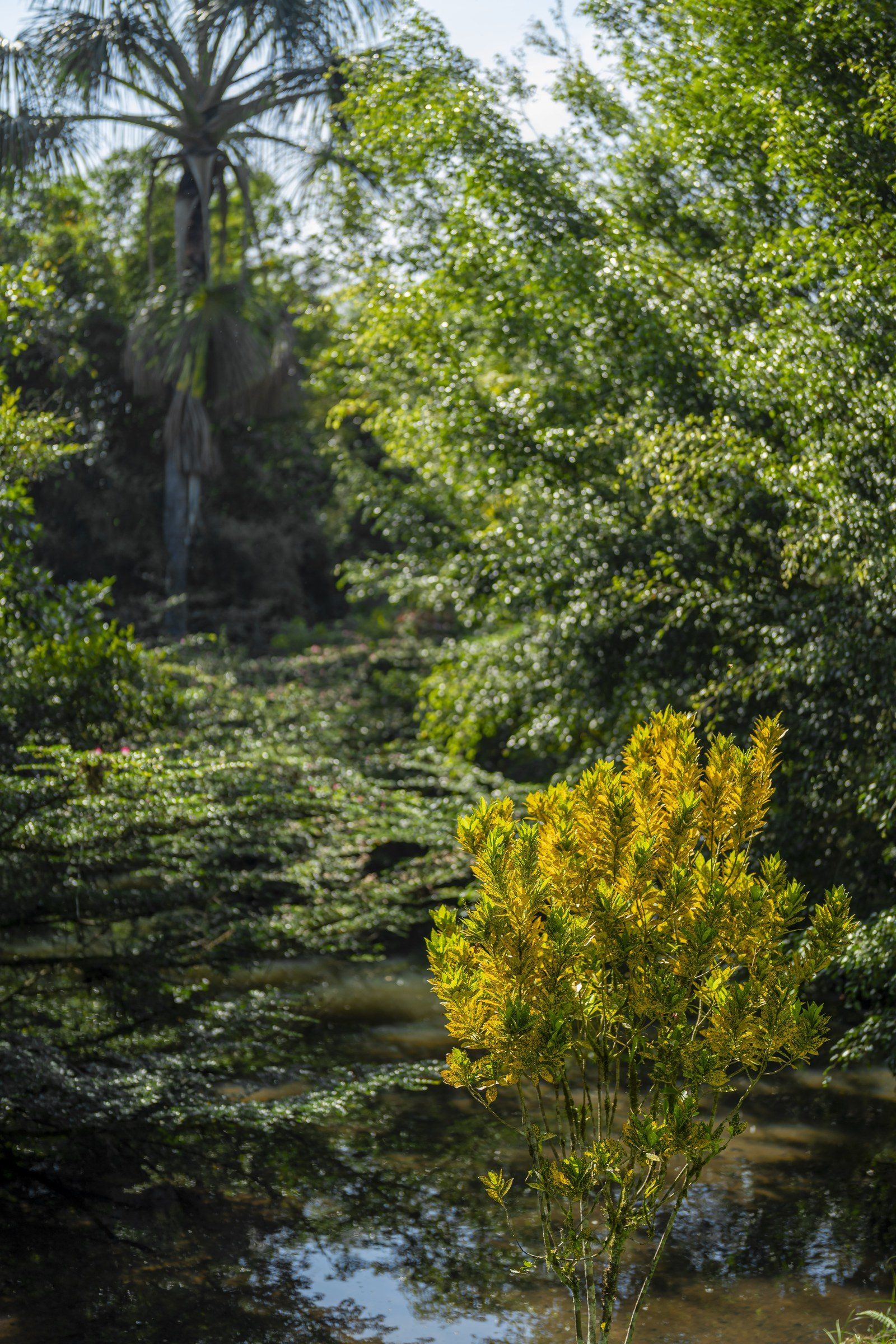 Garden scene at Kantu Garden Lodge