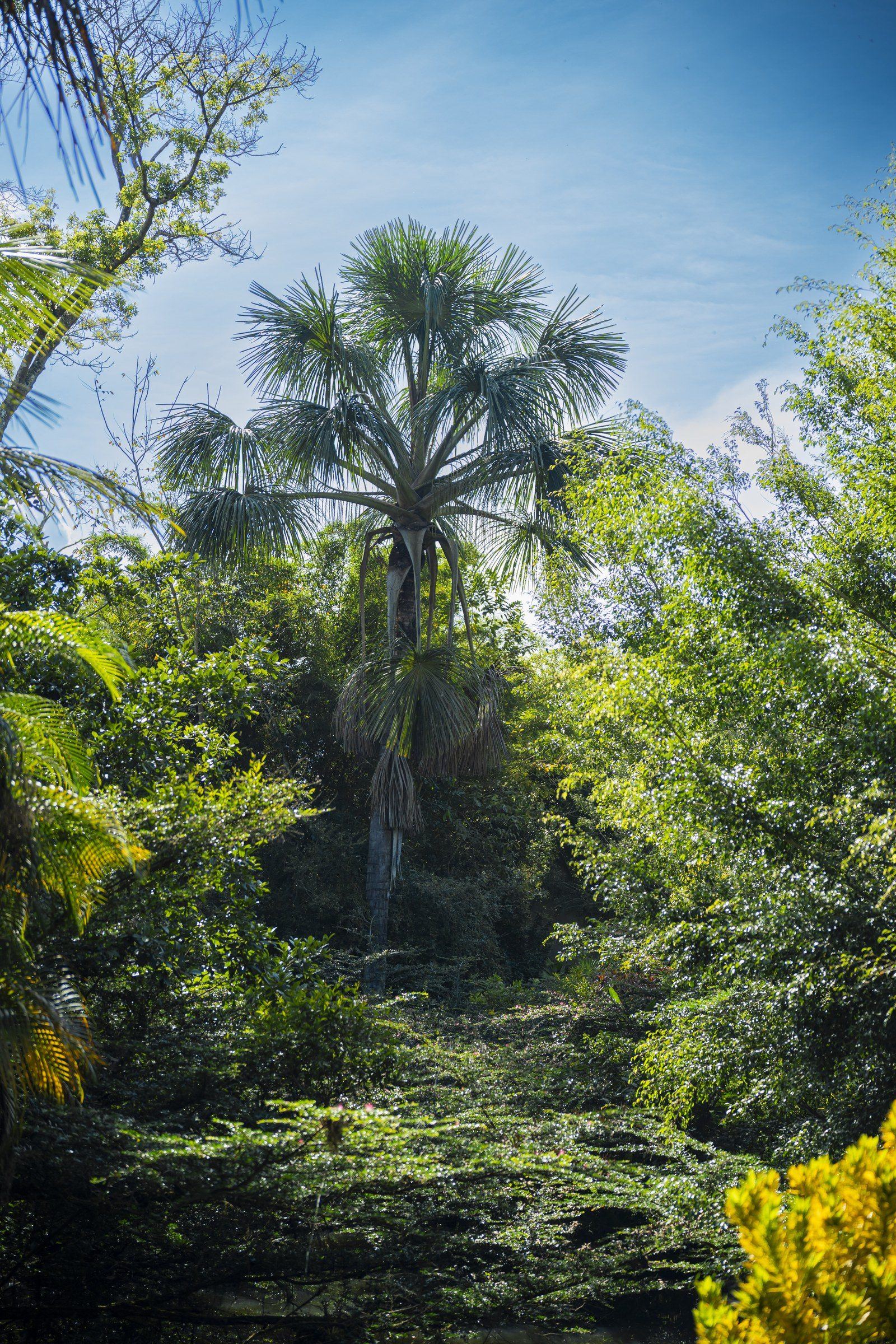 Garden scene at Kantu Garden Lodge