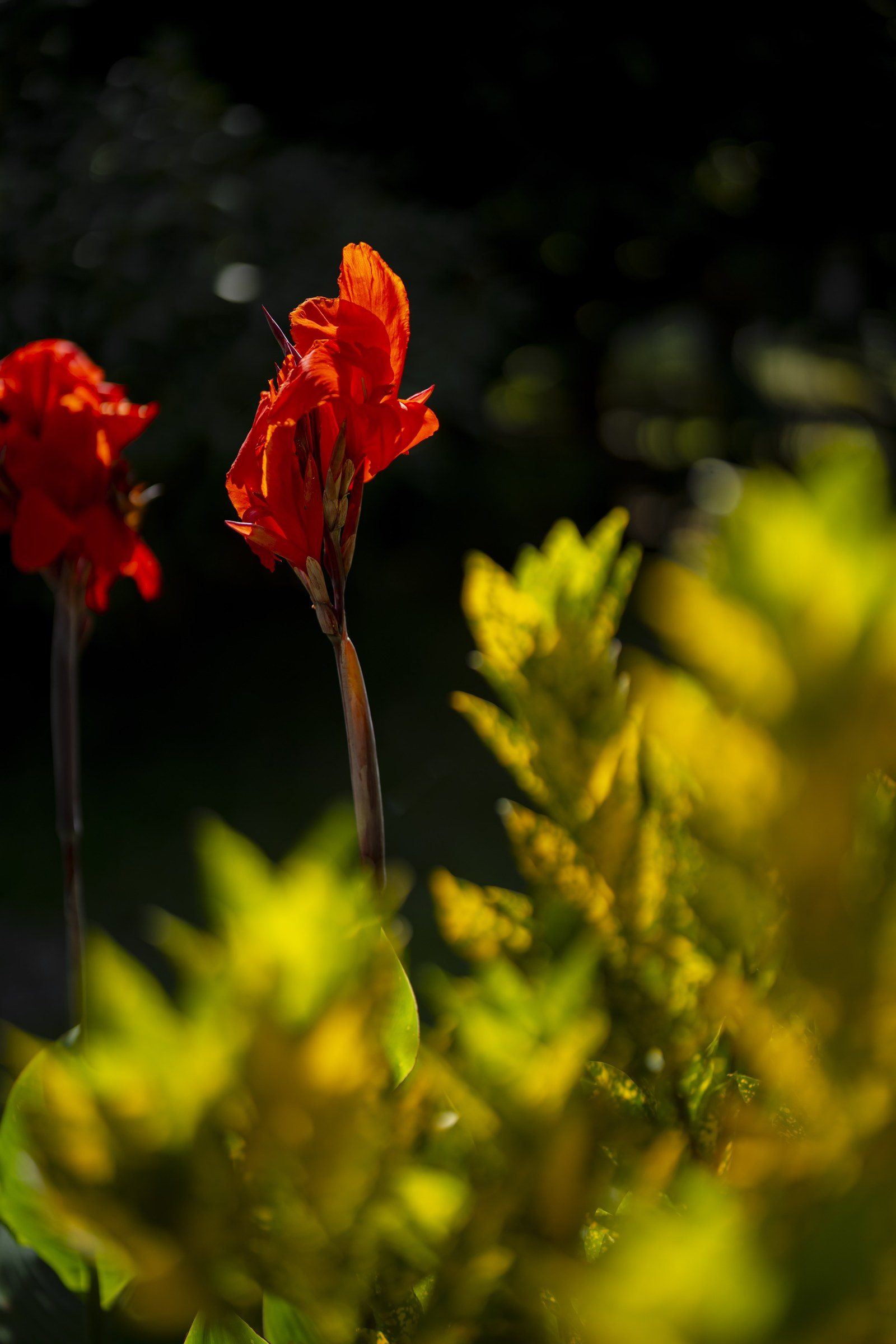 Garden scene at Kantu Garden Lodge