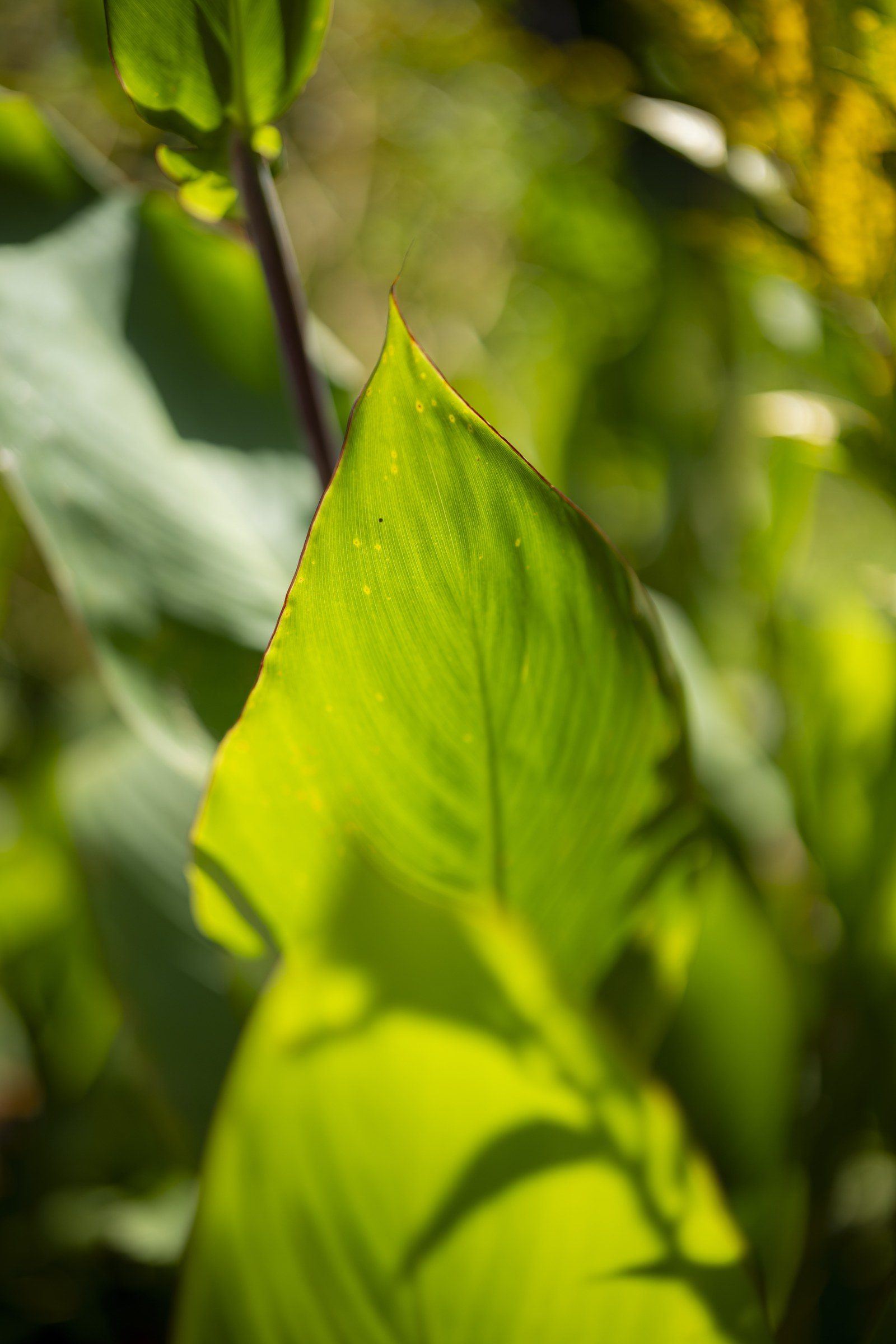 Canna lily leaf at Kantu Garden Lodge