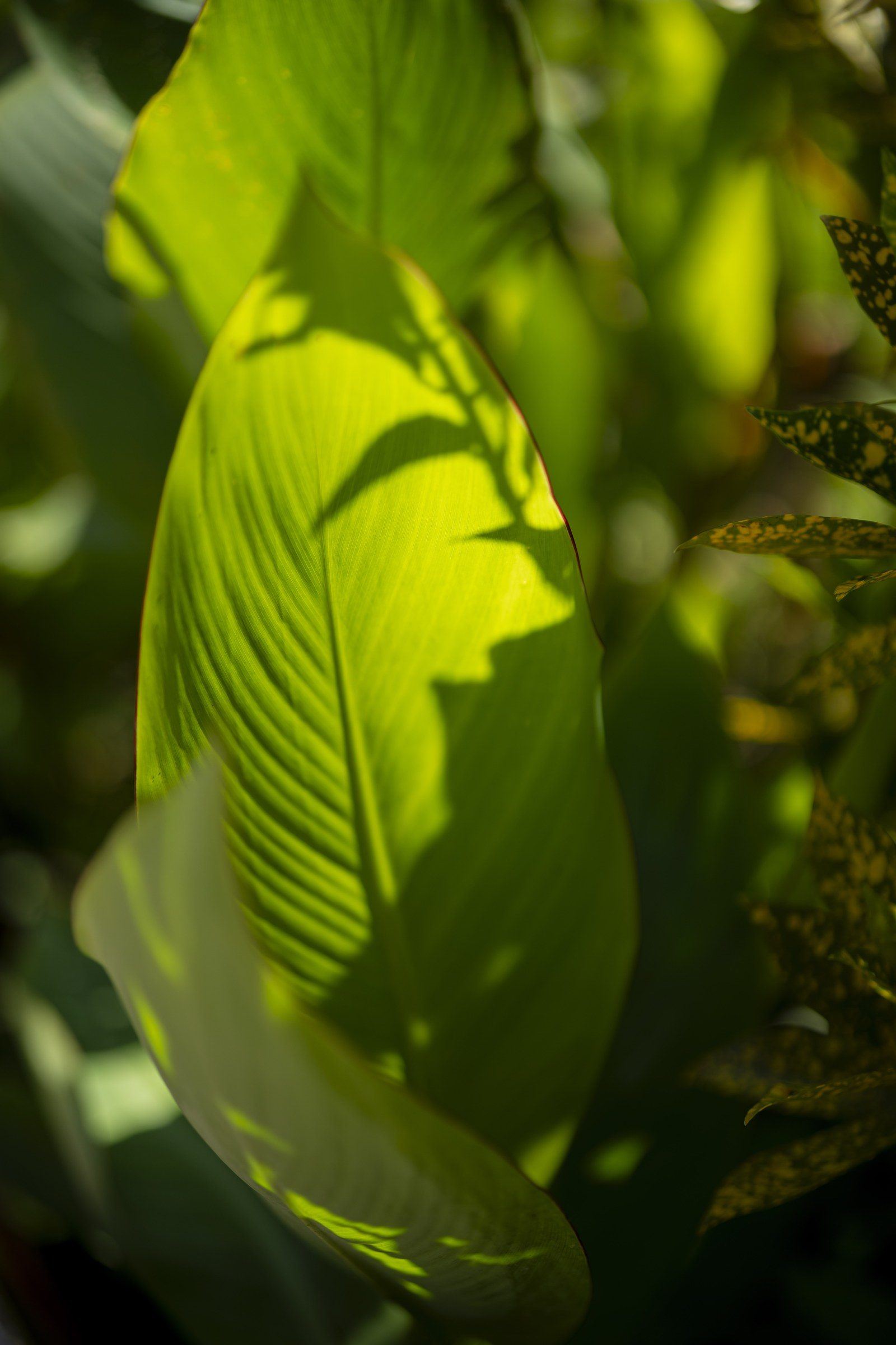 Garden scene at Kantu Garden Lodge