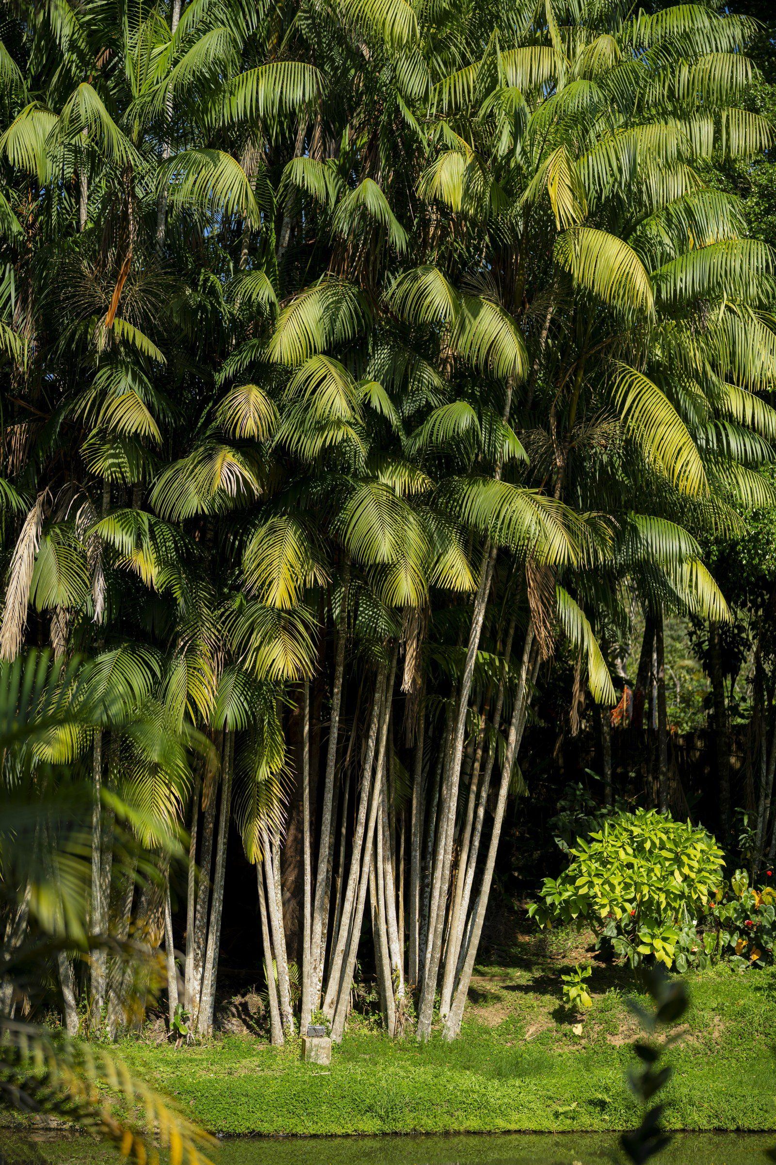 Garden scene at Kantu Garden Lodge