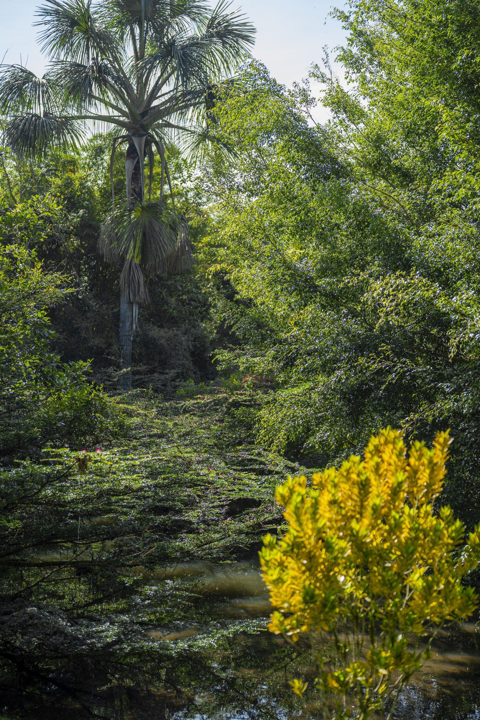 Garden scene at Kantu Garden Lodge